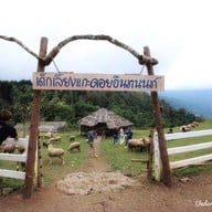 ม่อนแกะ