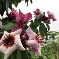 บรรยากาศ ถนนคนเดินเชียงคาน