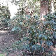 ศูนย์พัฒนาโครงการหลวง แม่หลอด