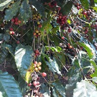 ศูนย์พัฒนาโครงการหลวง แม่หลอด