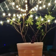 Garden Gastronomy Bar