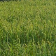 แม่เกษรขนมไทย แฮปปี้แลนด์