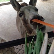 พี ซี คาวบอยทาว์น