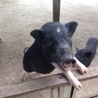 พี ซี คาวบอยทาว์น