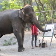 ปางช้างแม่ตะมาน