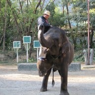 ปางช้างแม่ตะมาน