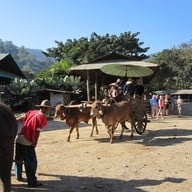 ปางช้างแม่ตะมาน