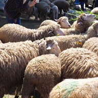 ม่อนแกะ