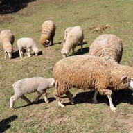 ม่อนแกะ