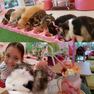 Neko Cat Cafe Phuket
