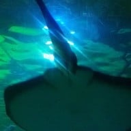 บรรยากาศ เชียงใหม่ซูอควาเรียม