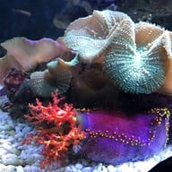 เชียงใหม่ซูอควาเรียม