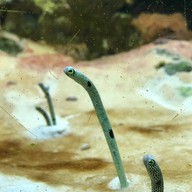 เชียงใหม่ซูอควาเรียม