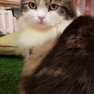 Neko Cat Cafe Phuket