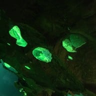 เชียงใหม่ซูอควาเรียม