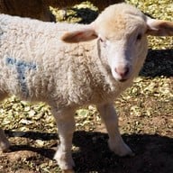 ม่อนแกะ