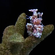 เชียงใหม่ซูอควาเรียม