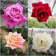 บรรยากาศ ดอยอ่างขาง