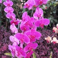 บรรยากาศ ดอยอ่างขาง