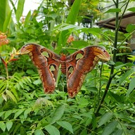 บรรยากาศ Bai Orchid & Butterfly Farm