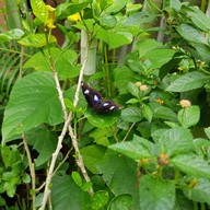 บรรยากาศ Bai Orchid & Butterfly Farm