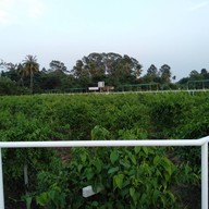 บรรยากาศ UMB FARM