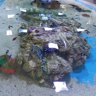 บึงฉวาก