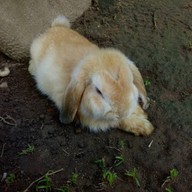 บรรยากาศ The Rabbit Union