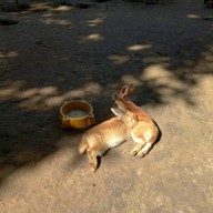 บรรยากาศ The Rabbit Union