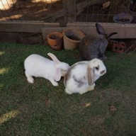 บรรยากาศ The Rabbit Union