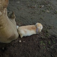บรรยากาศ The Rabbit Union