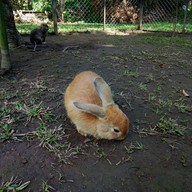 บรรยากาศ The Rabbit Union