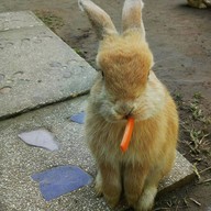 บรรยากาศ The Rabbit Union