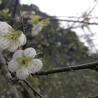 บรรยากาศ สถานีเกษตรหลวงอินทนนท์