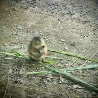 บรรยากาศ taipei zoo