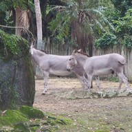 บรรยากาศ taipei zoo