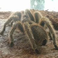 สวนสัตว์แมลงสยาม