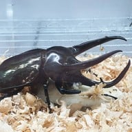 สวนสัตว์แมลงสยาม