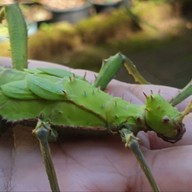 สวนสัตว์แมลงสยาม