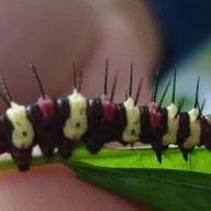 สวนสัตว์แมลงสยาม