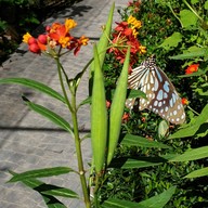 สวนสัตว์แมลงสยาม