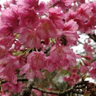 บรรยากาศ สถานีเกษตรหลวงอินทนนท์