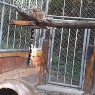 สวนสัตว์เปิดสถานีวิจัยการเลี้ยงสัตว์ป่าเขาประทับช้าง