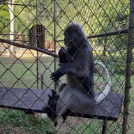 สวนสัตว์เปิดสถานีวิจัยการเลี้ยงสัตว์ป่าเขาประทับช้าง