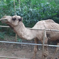 สวนสัตว์เปิดสถานีวิจัยการเลี้ยงสัตว์ป่าเขาประทับช้าง