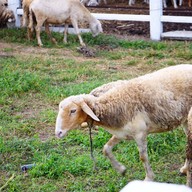 บรรยากาศ ลานเนินนุ่ม