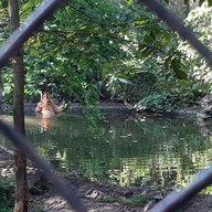 สวนสัตว์เปิดสถานีวิจัยการเลี้ยงสัตว์ป่าเขาประทับช้าง