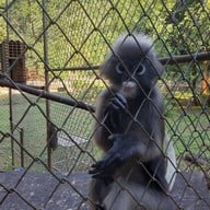 สวนสัตว์เปิดสถานีวิจัยการเลี้ยงสัตว์ป่าเขาประทับช้าง