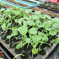 บรรยากาศ บางหว้าเมล่อน