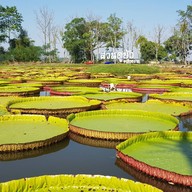 บรรยากาศ สวนดูบัว